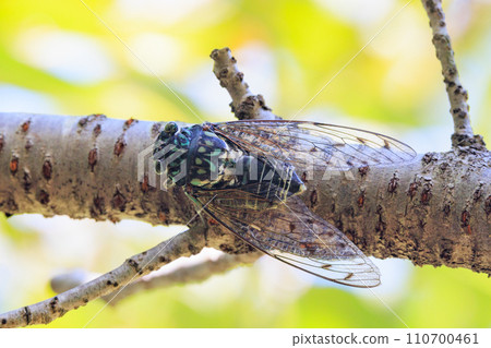 Hyalessa maculaticus 讓人想起夏天的陽光和炎熱 Hyalessa maculaticus 讓人想起夏天的陽光和炎熱 110700461