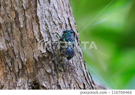 Hyalessa maculaticus 讓人想起夏天的陽光和炎熱 Hyalessa maculaticus 讓人想起夏天的陽光和炎熱 110700468