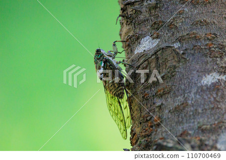 Hyalessa maculaticus 讓人想起夏天的陽光和炎熱 Hyalessa maculaticus 讓人想起夏天的陽光和炎熱 110700469