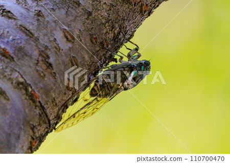 Hyalessa maculaticus 讓人想起夏天的陽光和炎熱 Hyalessa maculaticus 讓人想起夏天的陽光和炎熱 110700470