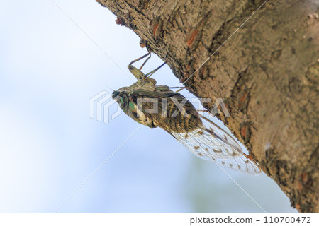 Hyalessa maculaticus reminiscent of summer sunlight and heat 110700472
