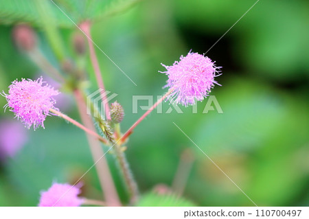 Ojigisaw花 Ojigisaw花 110700497