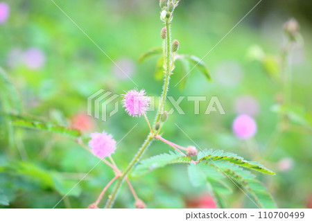 Ojigisaw flowers 110700499