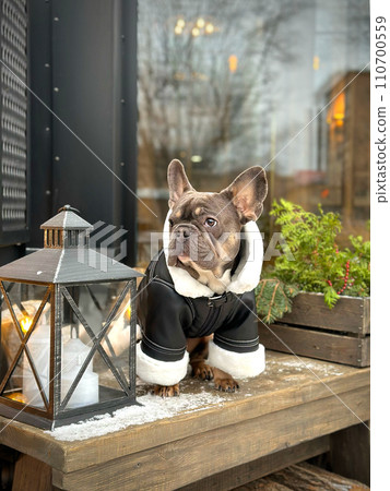 A French bulldog sits in a winter jacket. Warm clothes for dogs.  110700559