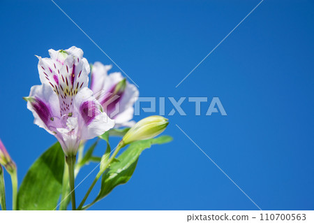 Purple-white variegated flower of the Inca lily against the sky. Space for text. 110700563