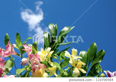 Inca lily flowers in nature. Cloudy blurred sky background. 110700564