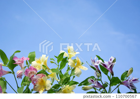 Summer sky and gentle alstroemeria. Multi-colored delicate floral background. Summer sky and gentle alstroemeria. Multi-colored delicate floral background. 110700567
