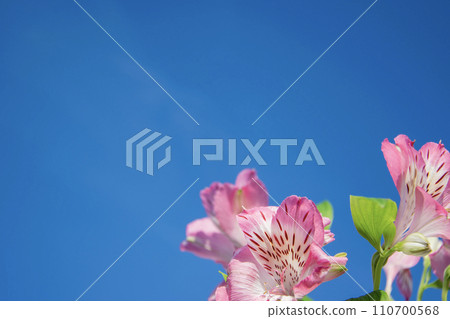 Minimalist flower arrangement on a blue background. Hard shadows, out of focus. 110700568