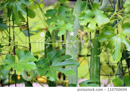 Flower of a snake Flower of a snake 110700699