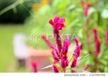 Vibrant celosia flowers 110700700