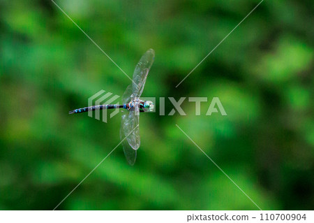 美麗的藍色和綠色藍莓 美麗的藍色和綠色藍莓 110700904