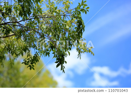 Fresh elm leaves Fresh elm leaves 110701043