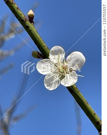 梅花 梅花 110701057