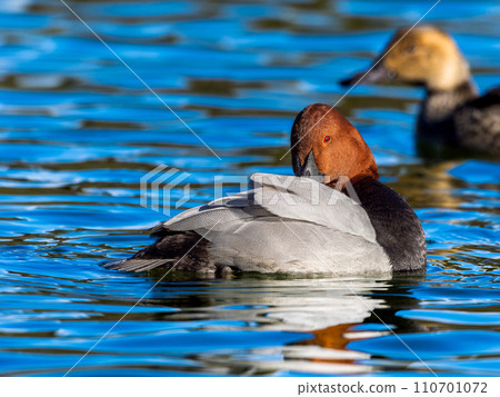 Starfish swimming in the pond 110701072