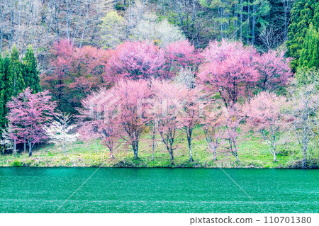 長野 中綱湖 大山櫻 湖畔 長野 中綱湖 大山櫻 湖畔 110701380