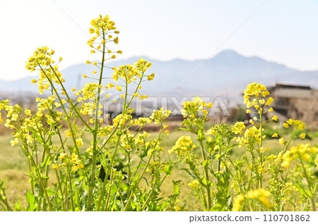 Spring landscape with yellow rapeseed flowers blooming 110701862