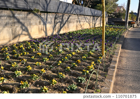 埼玉市 賓沼川 花圃 冬景 賓沼川湖畔 110701875