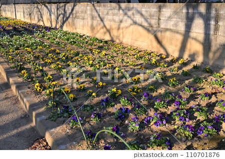 埼玉市 賓沼川 花圃 冬景 賓沼川湖畔 110701876