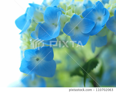 Close-up of blue hydrangea 110702063
