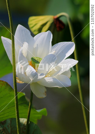 White Lotus Flower 110702092
