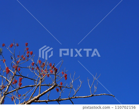 Hard berries and copy space 110702156