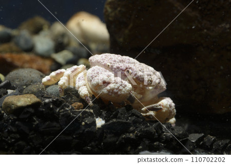 有毒的螃蟹,海蟹,螃蟹,甲殼類動物,有毒的螃蟹,躲在岩石下的螃蟹 有毒的螃蟹,海蟹,螃蟹,甲殼類動物,有毒的螃蟹,躲在岩石下的螃蟹 110702202