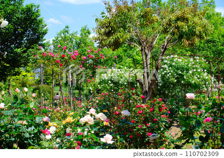 Beautiful rose flowers blooming in the rose garden 110702309