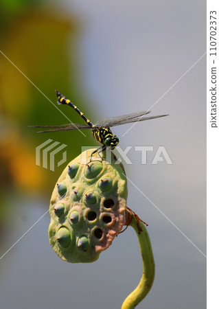 A dragonfly perched on a lotus seed 110702373