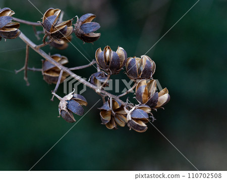Round capsule of crape myrtle, Lythraceae Round capsule of crape myrtle, Lythraceae 110702508