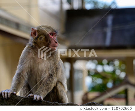 一隻猴子眺望遠方的肖像 110702600