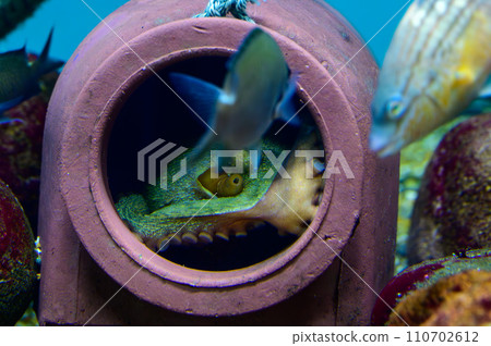 The underwater life of an octopus hiding in a ceramic house The underwater life of an octopus hiding in a ceramic house 110702612