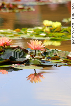 浮在水面上的睡蓮花 110702658