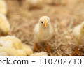 Chick	 110702710