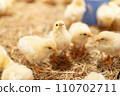 Chick	 110702711