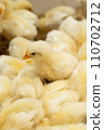 Chick	 110702712