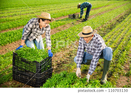 Focused farm workers picking arugula on field 110703130