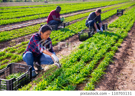 Latin american female farmer harvesting green arugula 110703131