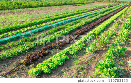 View of farm field planted with green lettuce. Popular leafy vegetable crop 110703133