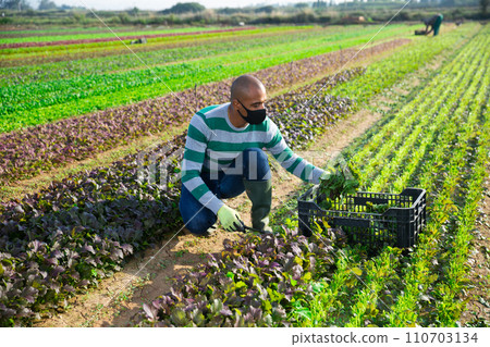 Hispanic farmer in protective mask harvesting red leaf mustard Hispanic farmer in protective mask harvesting red leaf mustard 110703134