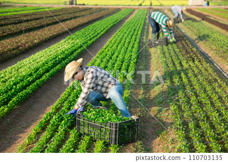 Woman cuts fresh green canonigos and puts in a crate 110703135