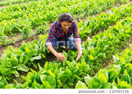 Woman farmer holding green romaine lettuce 110703136
