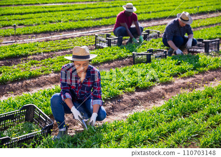 Colombian workwoman cutting green arugula on farm field Colombian workwoman cutting green arugula on farm field 110703148