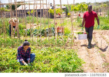 Teamwork on collecting harmful insects from potato sprouts on field Teamwork on collecting harmful insects from potato sprouts on field 110703163