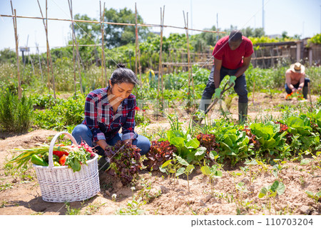 Mexican woman gardener during harvesting of lettuce Mexican woman gardener during harvesting of lettuce 110703204