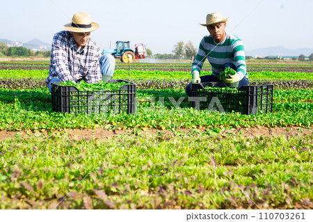 Farmers gathering in crops of young corn salad on farm field Farmers gathering in crops of young corn salad on farm field 110703261