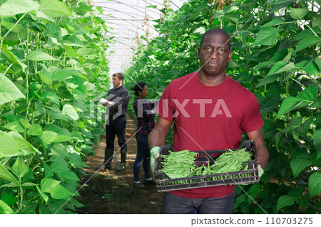 African american working in greenhouse - caring for beans 110703275