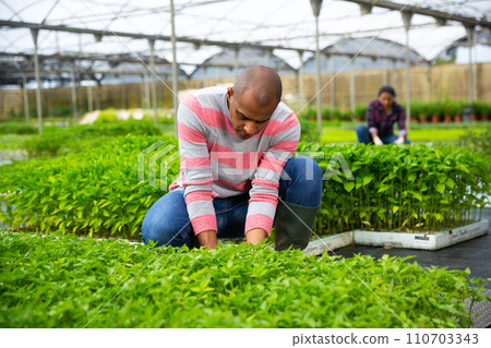 Latin american owner of greenhouse checking tomato seedlings 110703343