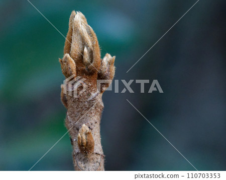 Shape of winter buds: Ursulaceae 110703353