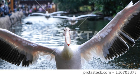 The spectacular water landing scene of a white pelican 110703375