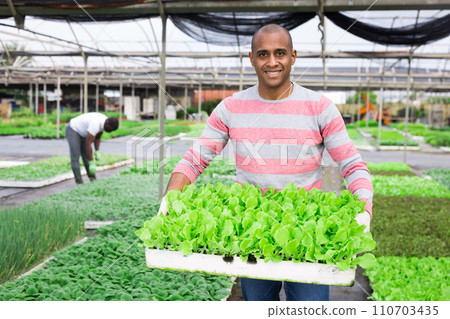 Hispanic farmer carrying tray with lettuce seedlings Hispanic farmer carrying tray with lettuce seedlings 110703435